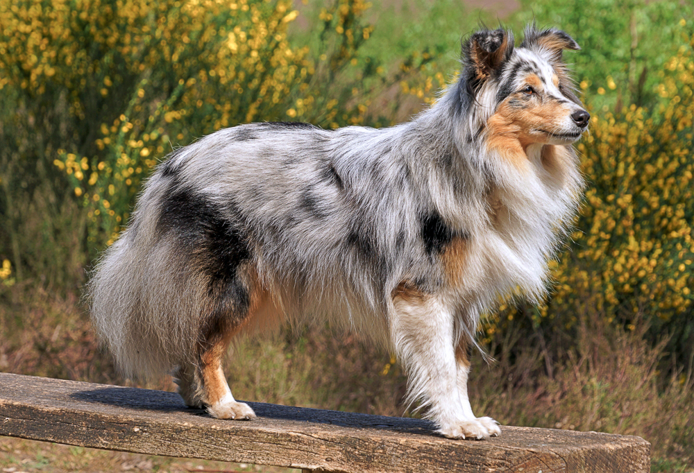 Filhaasfootprints-nova-fay-Lo